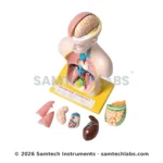 Human Torso Model Small Manufacturer & Supplier in Ambala, India
