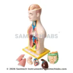 Human Torso Model Small Manufacturer & Supplier in Ambala, India
