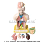Human Torso Model Small Manufacturer & Supplier in Ambala, India