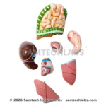 Human Torso Model Small Manufacturer & Supplier in Ambala, India