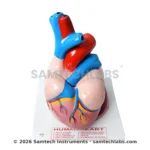 Jumbo Human Heart Model Manufacturer & Supplier in Ambala, India