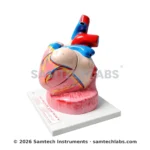 Jumbo Human Heart Model Manufacturer & Supplier in Ambala, India