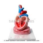 Jumbo Human Heart Model Manufacturer & Supplier in Ambala, India