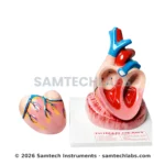 Jumbo Human Heart Model Manufacturer & Supplier in Ambala, India