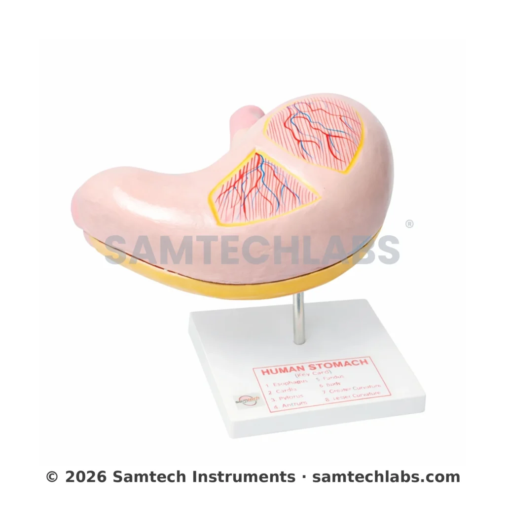 Jumbo Human Stomach Model Manufacturer & Supplier in Ambala, India