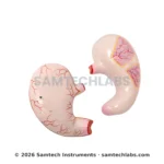 Jumbo Human Stomach Model Manufacturer & Supplier in Ambala, India