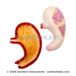 Jumbo Human Stomach Model Manufacturer & Supplier in Ambala, India