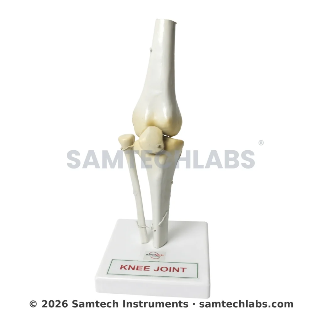 Knee Joint Model Manufacturer & Supplier in Ambala, India