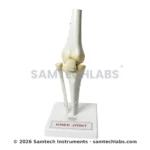 Knee Joint Model Manufacturer & Supplier in Ambala, India