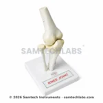 Knee Joint Model Manufacturer & Supplier in Ambala, India
