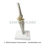 Knee Joint Model Manufacturer & Supplier in Ambala, India