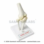 Knee Joint Model Manufacturer & Supplier in Ambala, India