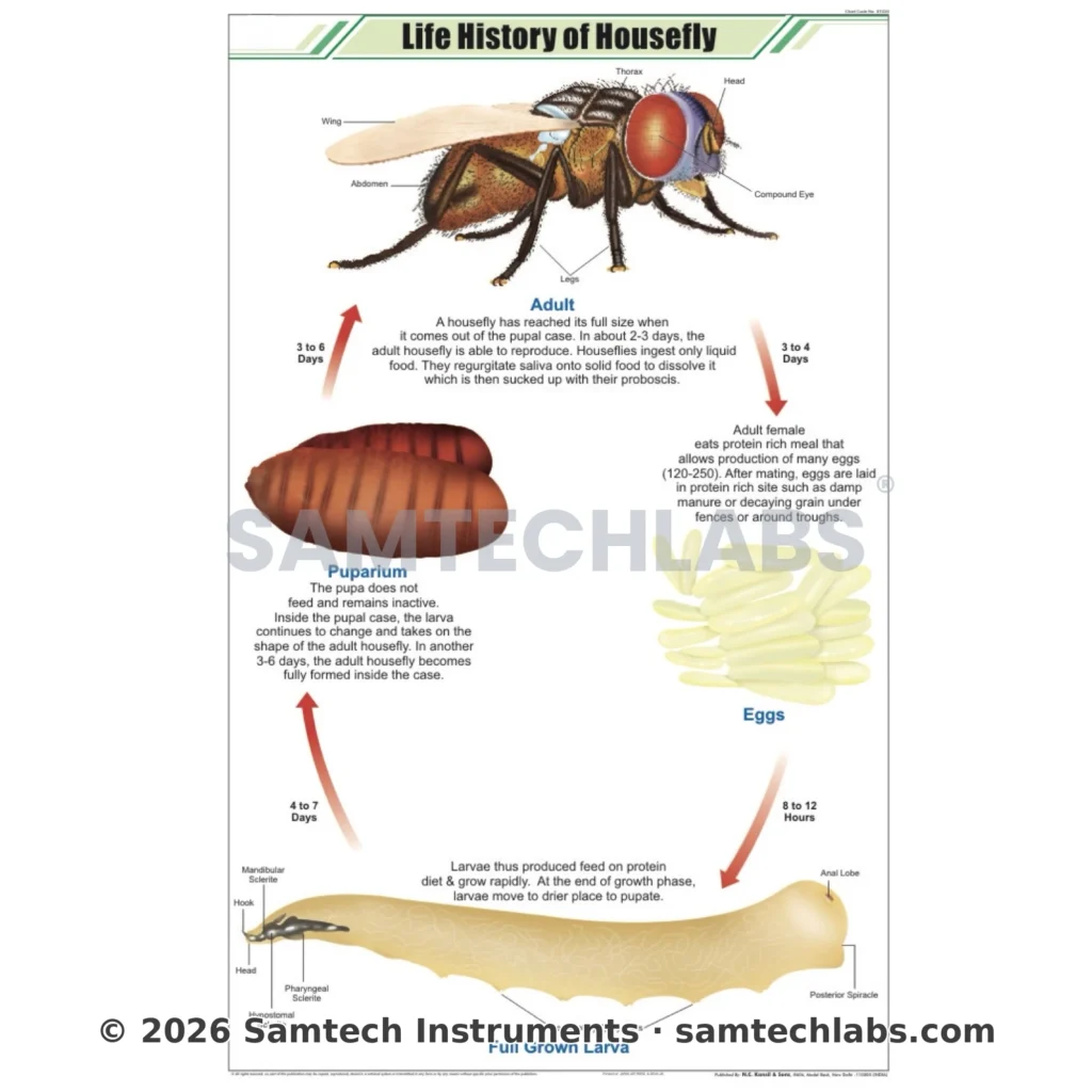 Life History of Housefly Chart Manufacturer & Supplier in Ambala, India