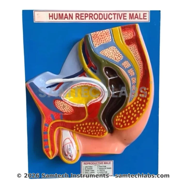 Male Reproductive Model Manufacturer & Supplier in Ambala, India