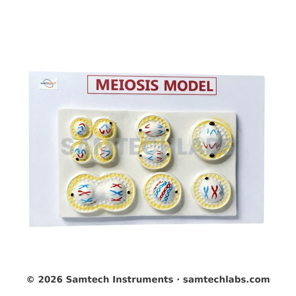 Meiosis Model Manufacturer & Supplier in Ambala, India