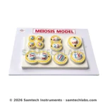 Meiosis Model Manufacturer & Supplier in Ambala, India