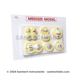 Meiosis Model Manufacturer & Supplier in Ambala, India