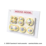Meiosis Model Manufacturer & Supplier in Ambala, India