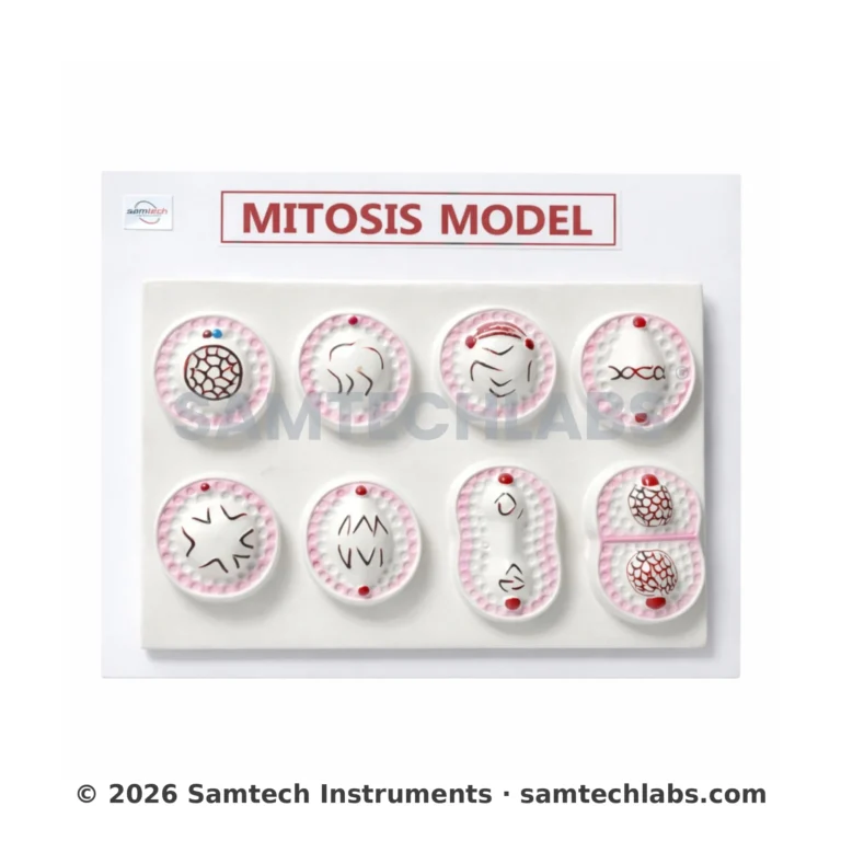 Mitosis Model Manufacturer & Supplier in Ambala, India