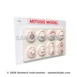 Mitosis Model Manufacturer & Supplier in Ambala, India