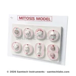 Mitosis Model Manufacturer & Supplier in Ambala, India
