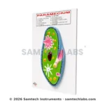 Paramecium Model Manufacturer & Supplier in Ambala, India