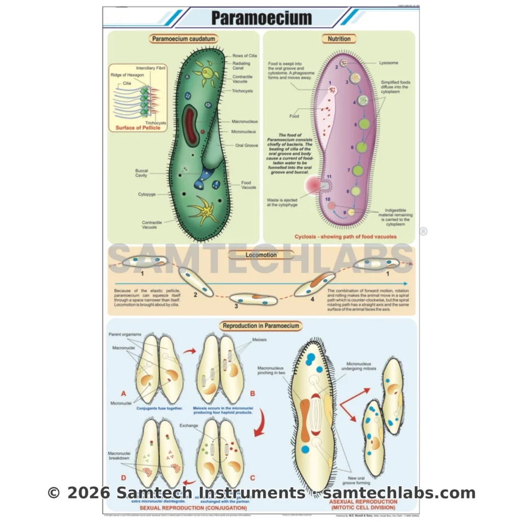 Paramoecium Chart Manufacturer & Supplier in Ambala, India
