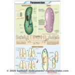 Paramoecium Chart Manufacturer & Supplier in Ambala, India