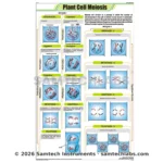 Plant Cell Meiosis Chart Manufacturer & Supplier in Ambala, India