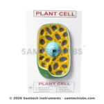 Plant Cell Model Manufacturer & Supplier in Ambala, India
