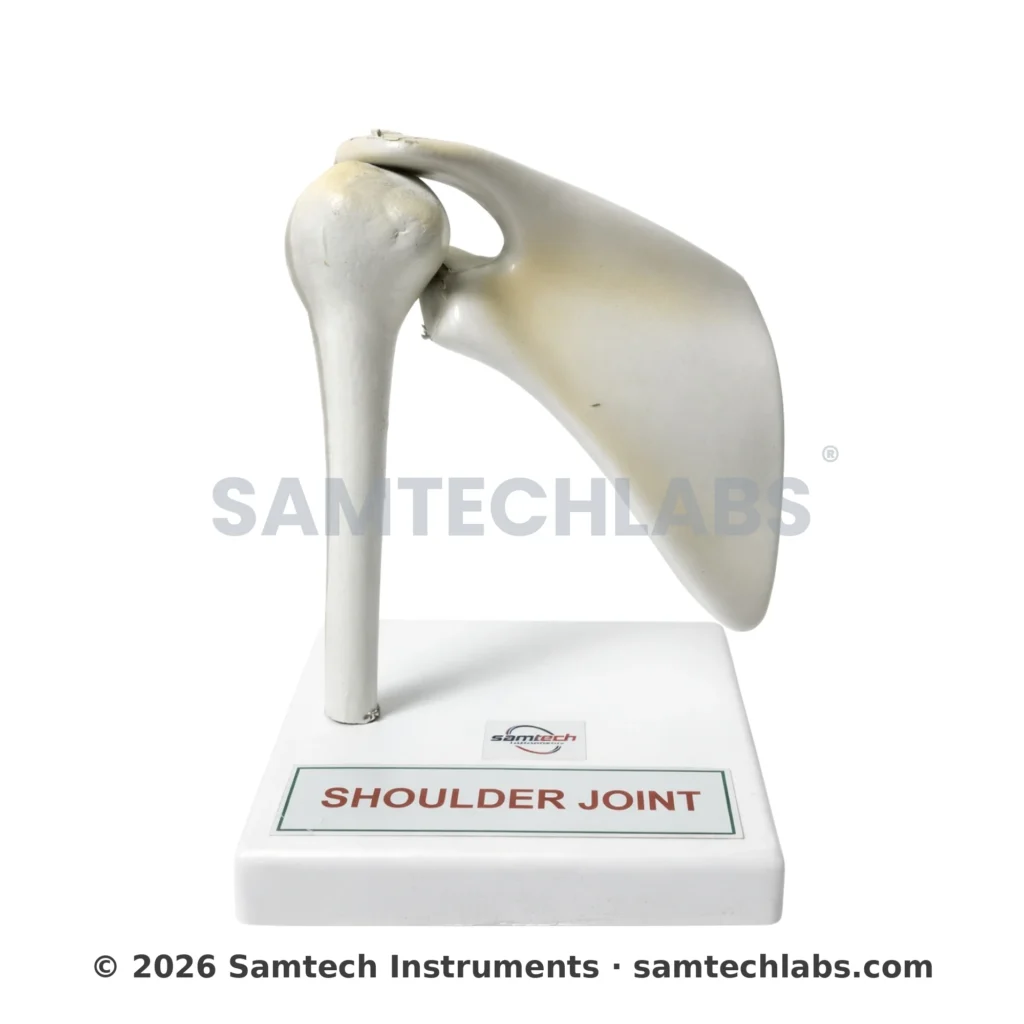 Shoulder Joint Model Manufacturer & Supplier in Ambala, India