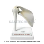 Shoulder Joint Model Manufacturer & Supplier in Ambala, India