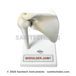 Shoulder Joint Model Manufacturer & Supplier in Ambala, India