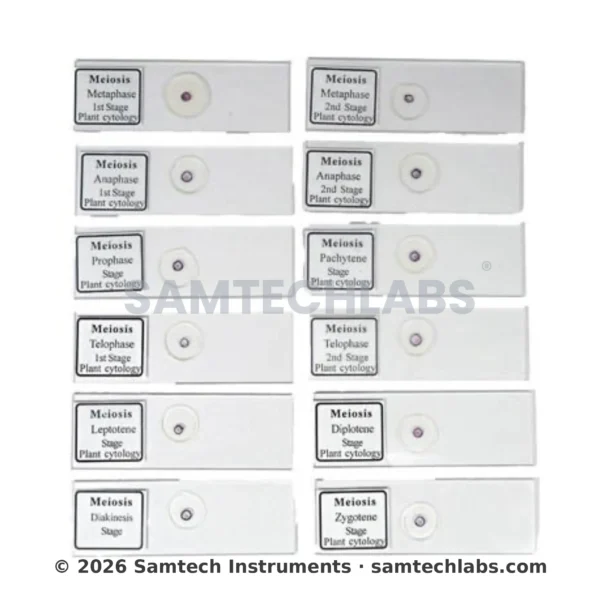Slide Meiosis (Set of 12)