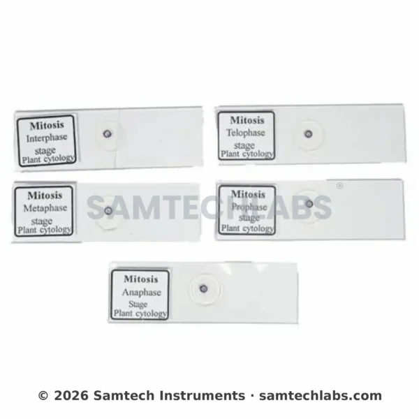Slide Mitosis (Set of 5)