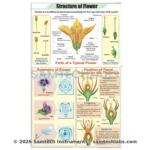 Structutre of Flower Chart Manufacturer & Supplier in Ambala, India