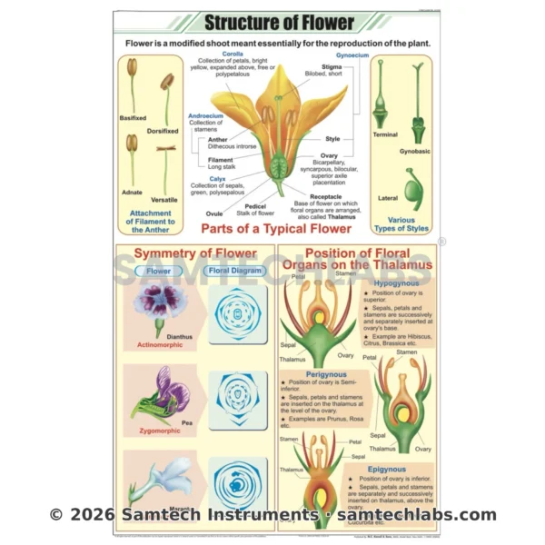Structutre of Flower Chart Manufacturer & Supplier in Ambala, India