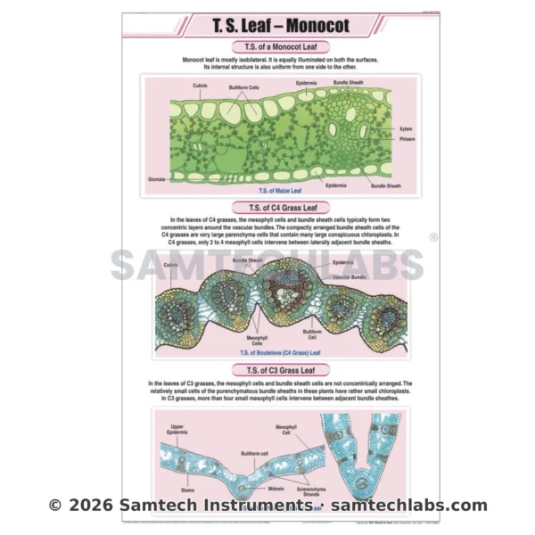 T.S. Leaf Monocot Chart Manufacturer & Supplier in Ambala, India