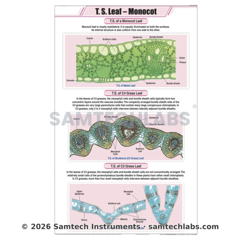 T.S. Leaf Monocot Chart Manufacturer & Supplier in Ambala, India