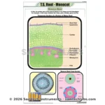 T.S Root Monocot Chart Manufacturer & Supplier in Ambala, India