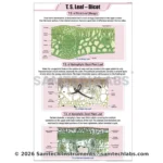 T.S. Leaf Dicot Chart