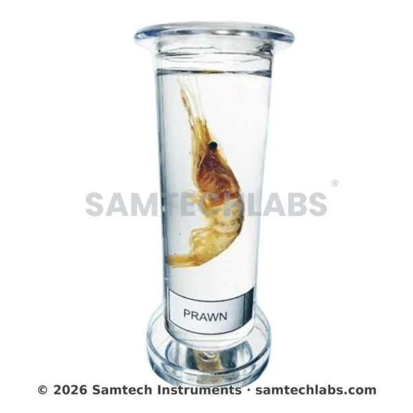 Zoology Specimen (Special)