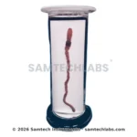 Zoology Specimen (Special) - Image 3