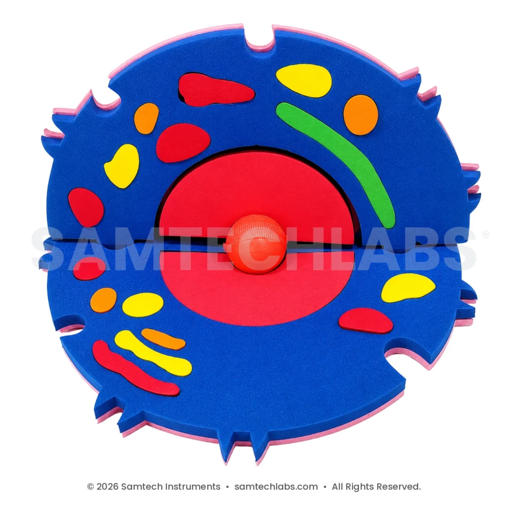 Animal Cell EVA Model – 3D foam model of an animal cell showing labelled organelles, by Samtech Instruments