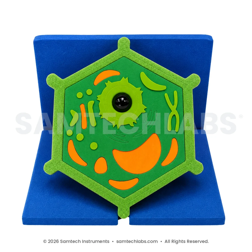 Plant Cell EVA Model - 3D labelled plant cell foam model by Samtech Instruments, science lab equipment manufacturer in Ambala