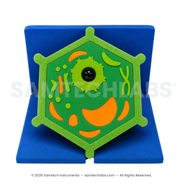 Plant Cell EVA Model - 3D labelled plant cell foam model by Samtech Instruments, science lab equipment manufacturer in Ambala